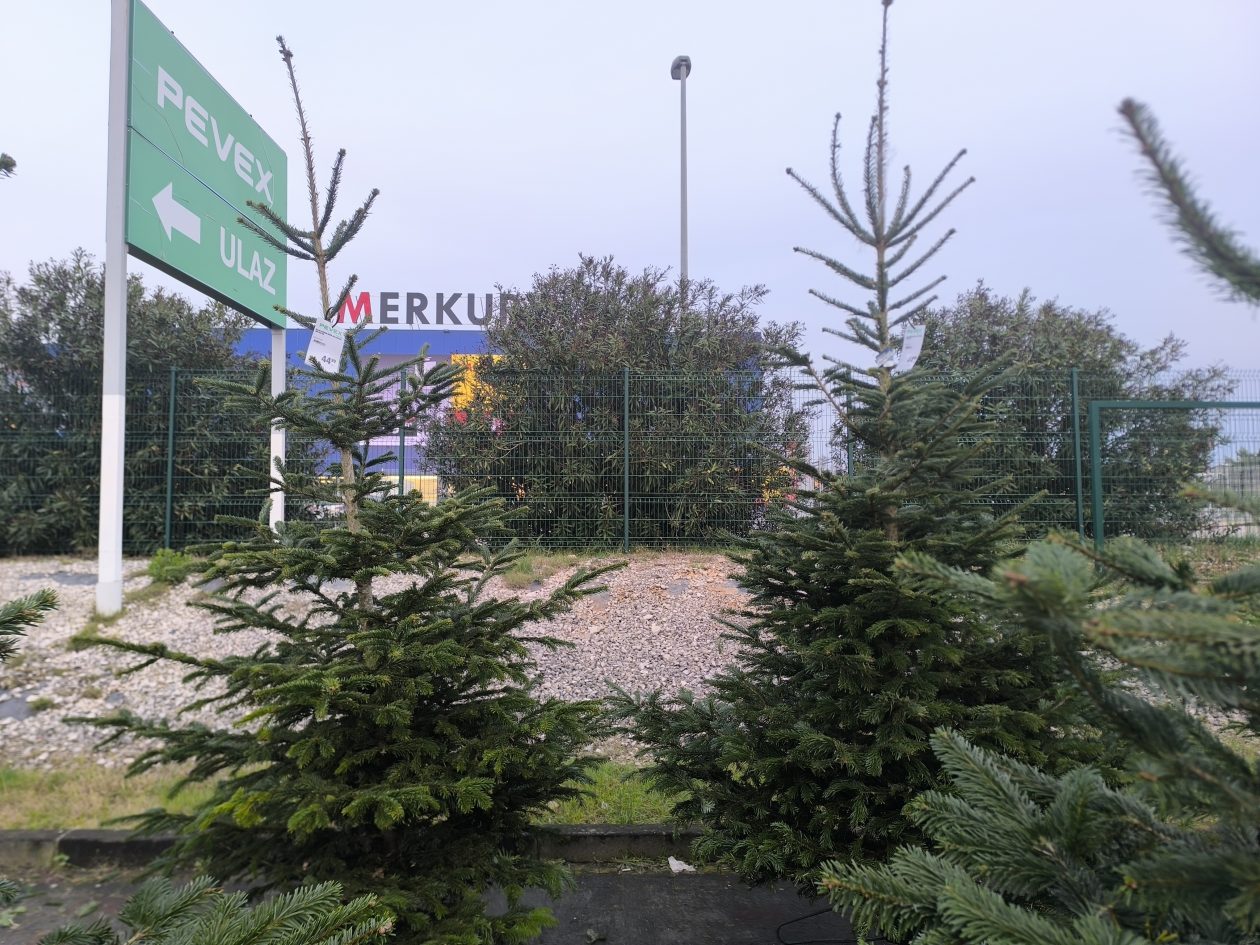 jelke, bor, borovi, bozicna drvca, bozicne jelke jelke, bor, borovi, bozicna drvca, bozicne jelke