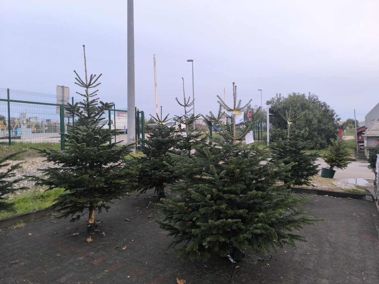 jelke, bor, borovi, bozicna drvca, bozicne jelke jelke, bor, borovi, bozicna drvca, bozicne jelke