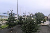 jelke, bor, borovi, bozicna drvca, bozicne jelke jelke, bor, borovi, bozicna drvca, bozicne jelke