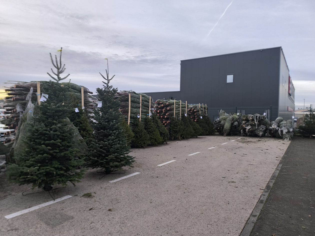 jelke, bor, borovi, bozicna drvca, bozicne jelke jelke, bor, borovi, bozicna drvca, bozicne jelke