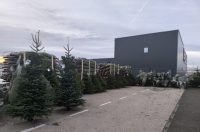 jelke, bor, borovi, bozicna drvca, bozicne jelke jelke, bor, borovi, bozicna drvca, bozicne jelke