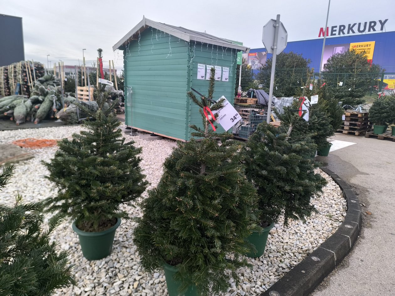 jelke, bor, borovi, bozicna drvca, bozicne jelke jelke, bor, borovi, bozicna drvca, bozicne jelke