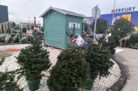 jelke, bor, borovi, bozicna drvca, bozicne jelke jelke, bor, borovi, bozicna drvca, bozicne jelke