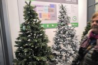 jelke, bor, borovi, bozicna drvca, bozicne jelke jelke, bor, borovi, bozicna drvca, bozicne jelke