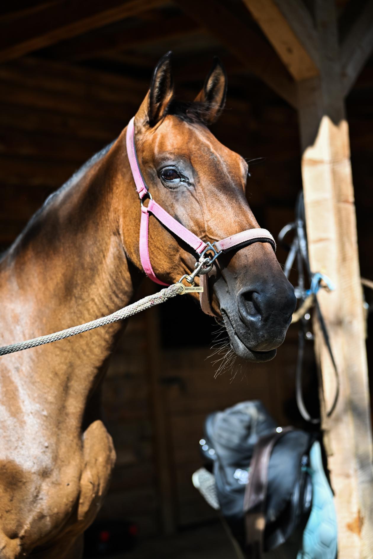 Konjički klub Zadar za Zaratiniće Konjički klub Zadar za Zaratiniće