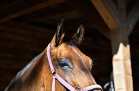 Konjički klub Zadar za Zaratiniće Konjički klub Zadar za Zaratiniće