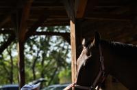 Konjički klub Zadar za Zaratiniće Konjički klub Zadar za Zaratiniće