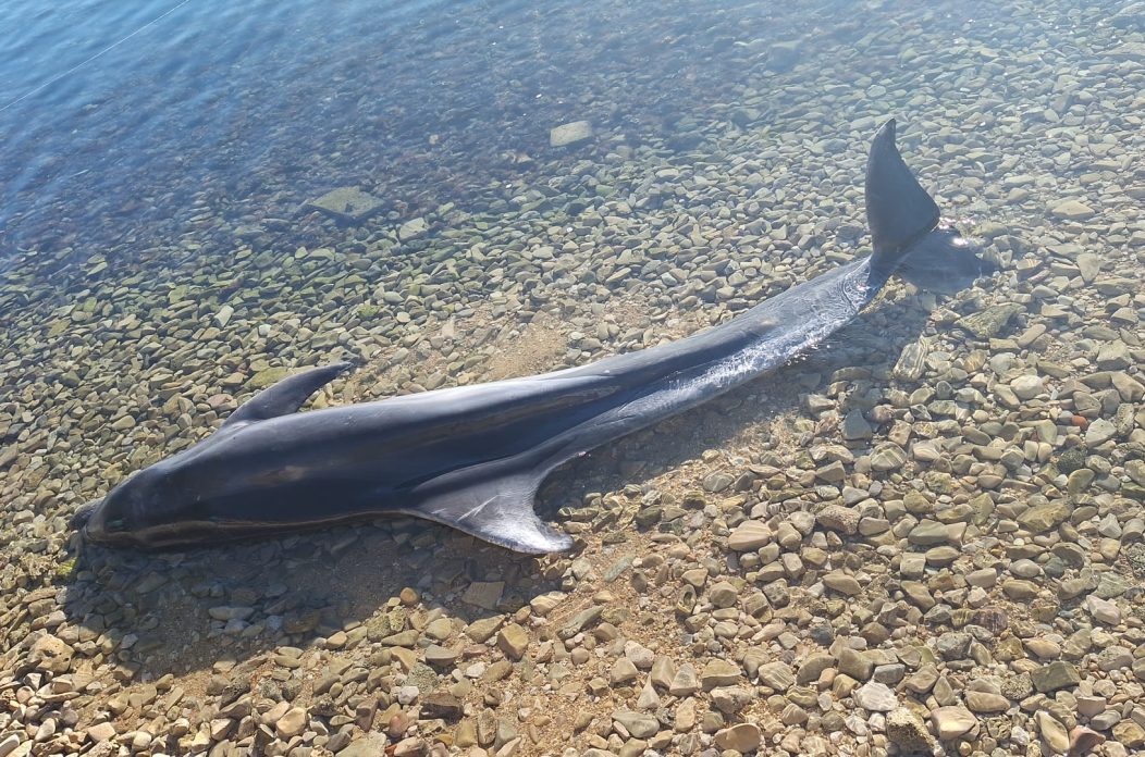 Leš Dupina, Bibinje (2)