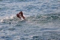 Zadar: Novogodišnje kupanje na Morskim orguljama