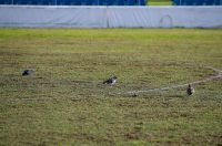 Stadion na Stanovima ostao bez dijela sjedalica i bez semafora