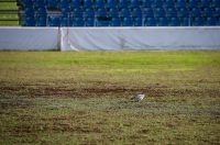 Stadion na Stanovima ostao bez dijela sjedalica i bez semafora