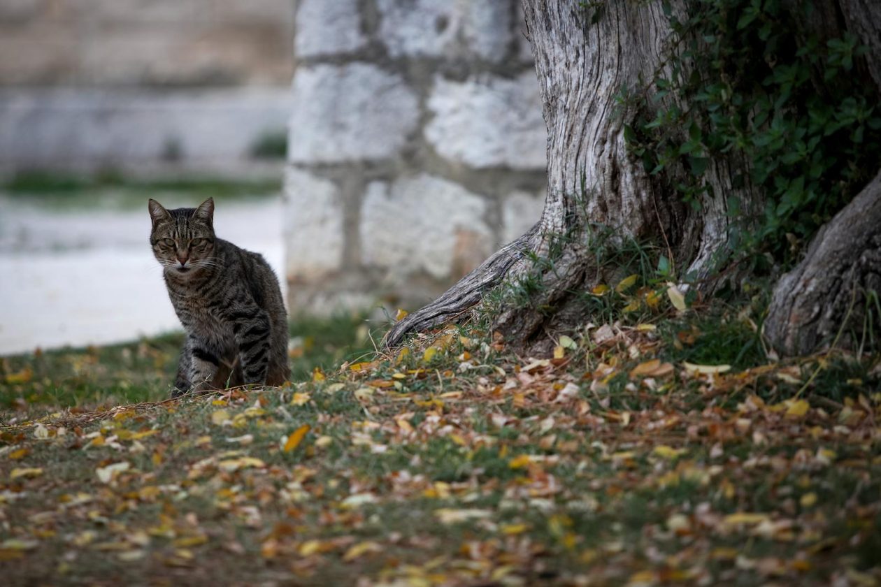 Oblačna nedjelja u gradu Zadru
