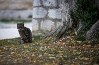 Oblačna nedjelja u gradu Zadru