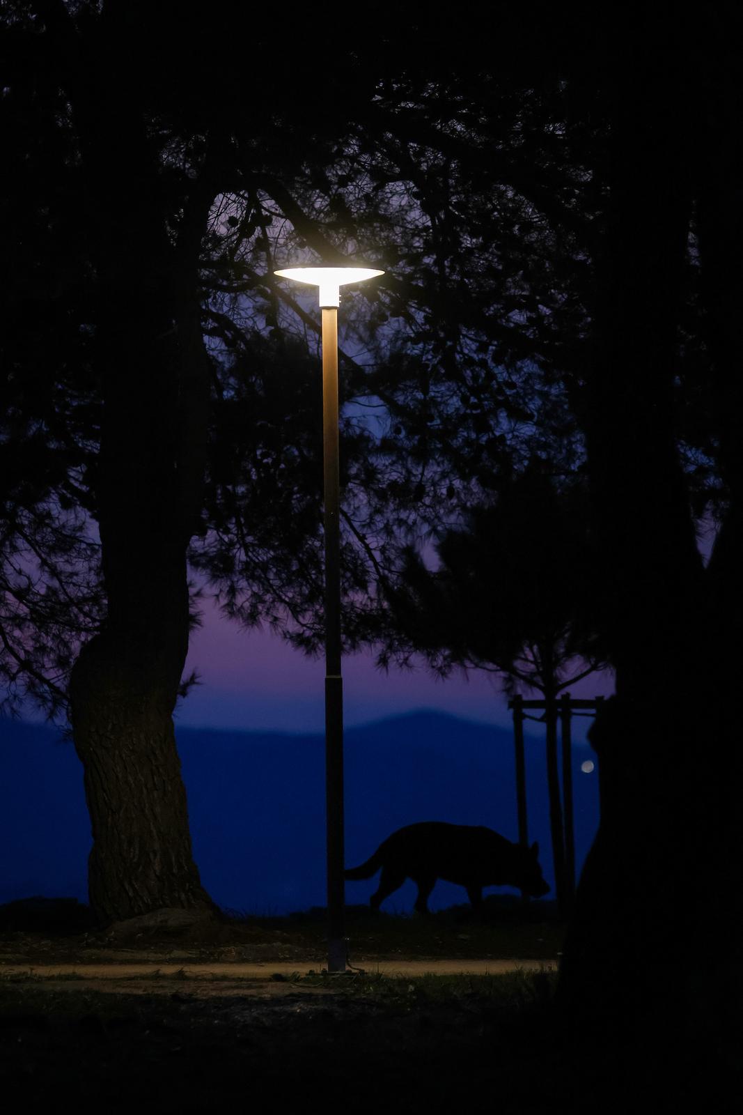 pas svjetlo noćna rasvjeta borovi punta bajlo