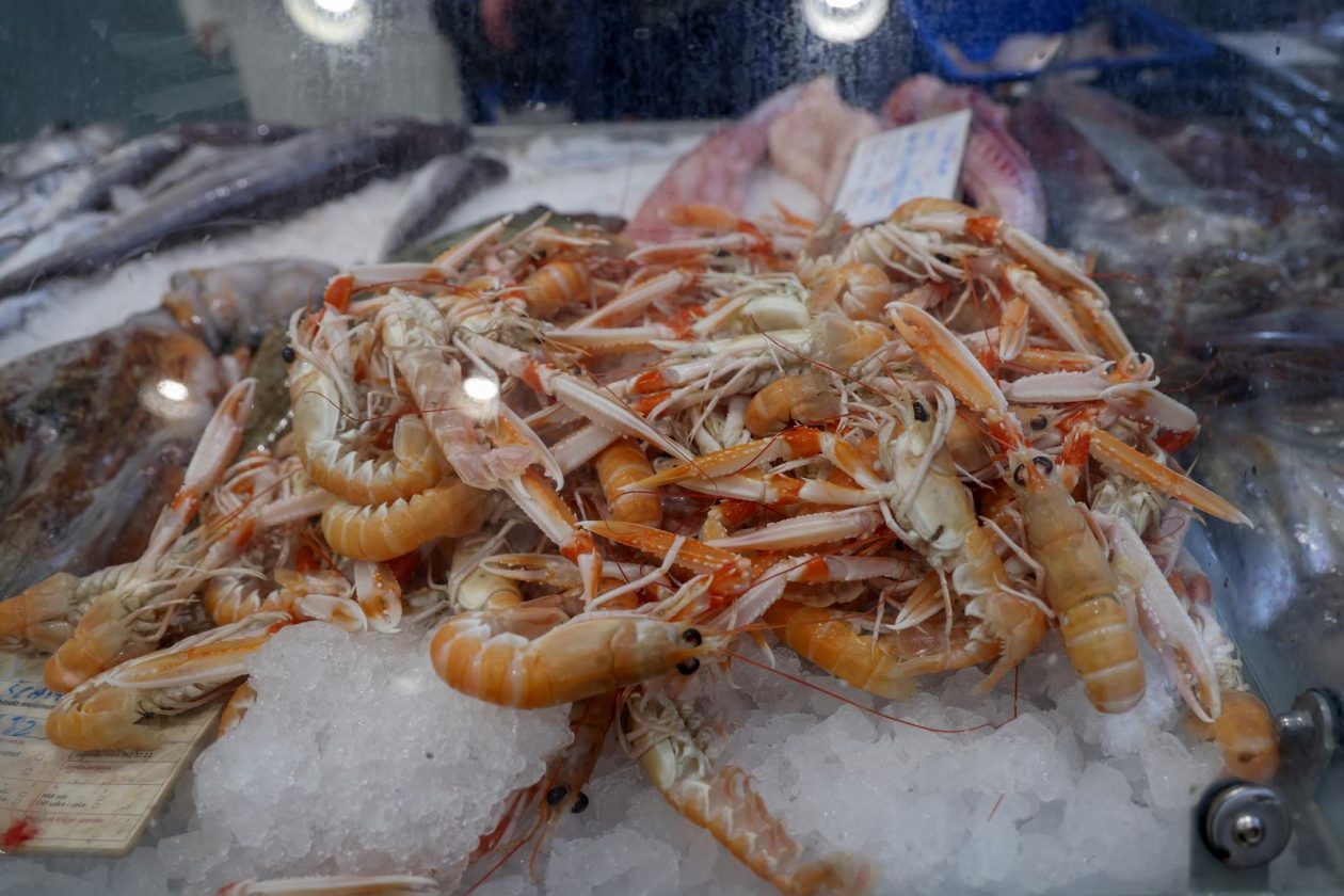 Zadar: Ponuda na zadarskoj ribarnici