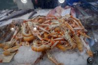 Zadar: Ponuda na zadarskoj ribarnici