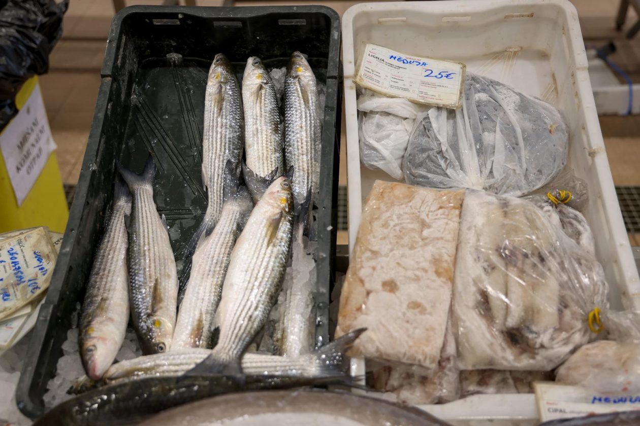 Zadar: Ponuda na zadarskoj ribarnici