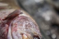 Zadar: Ponuda na zadarskoj ribarnici