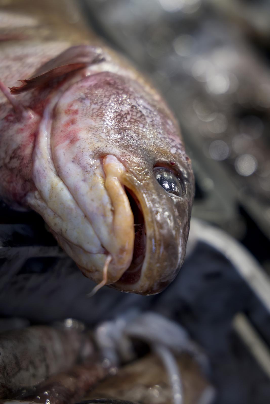 Zadar: Ponuda na zadarskoj ribarnici