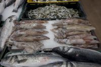 Zadar: Ponuda na zadarskoj ribarnici