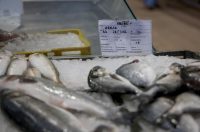 Zadar: Ponuda na zadarskoj ribarnici