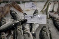 Zadar: Ponuda na zadarskoj ribarnici