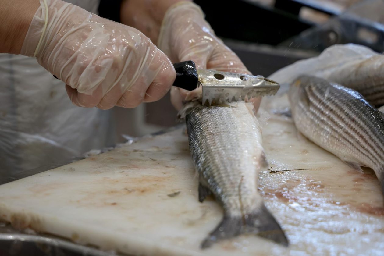 Zadar: Ponuda na zadarskoj ribarnici