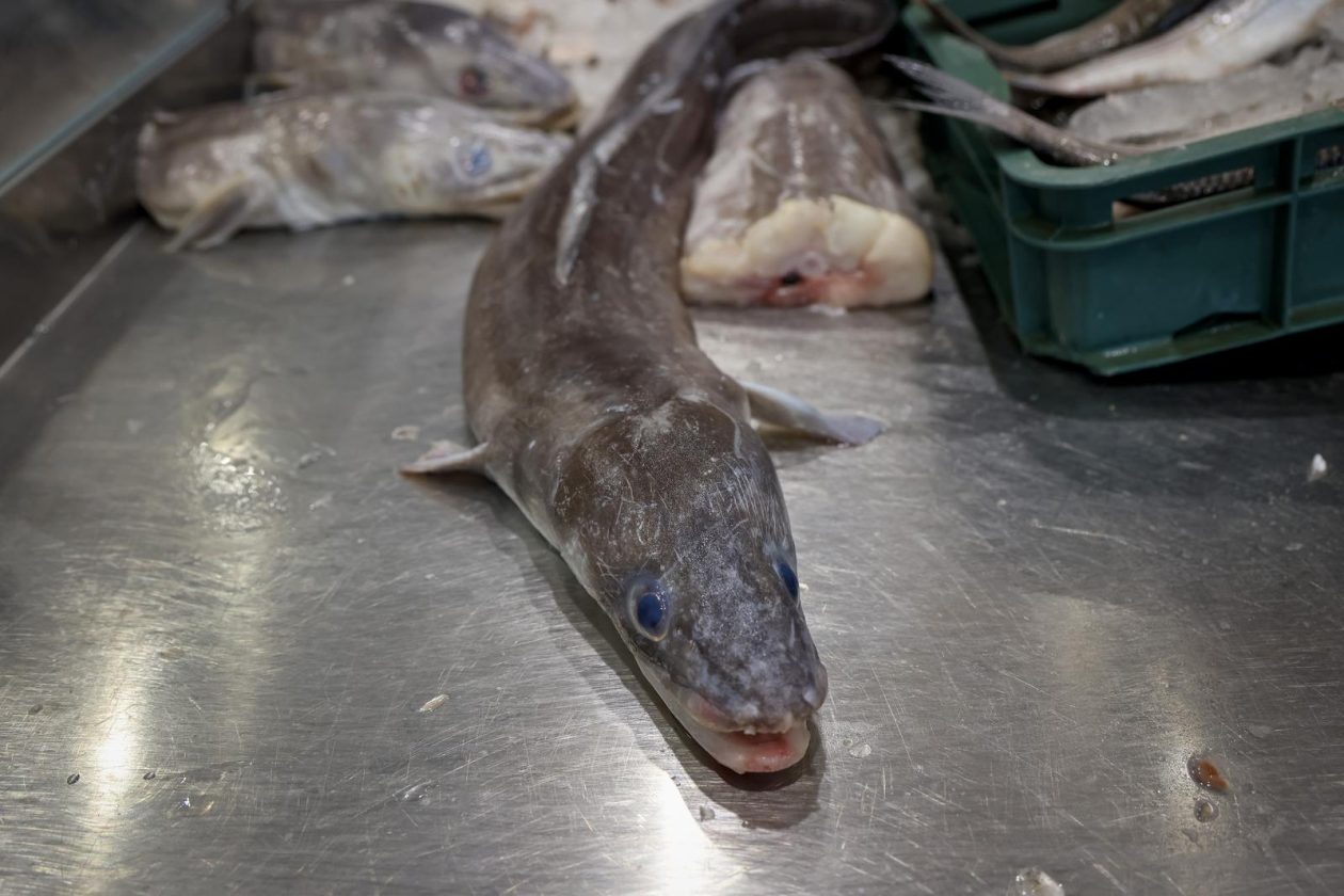 Zadar: Ponuda na zadarskoj ribarnici