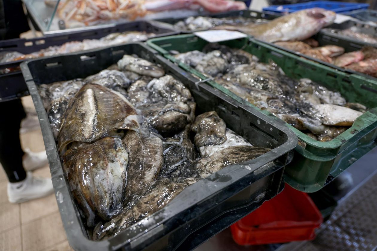 Zadar: Ponuda na zadarskoj ribarnici