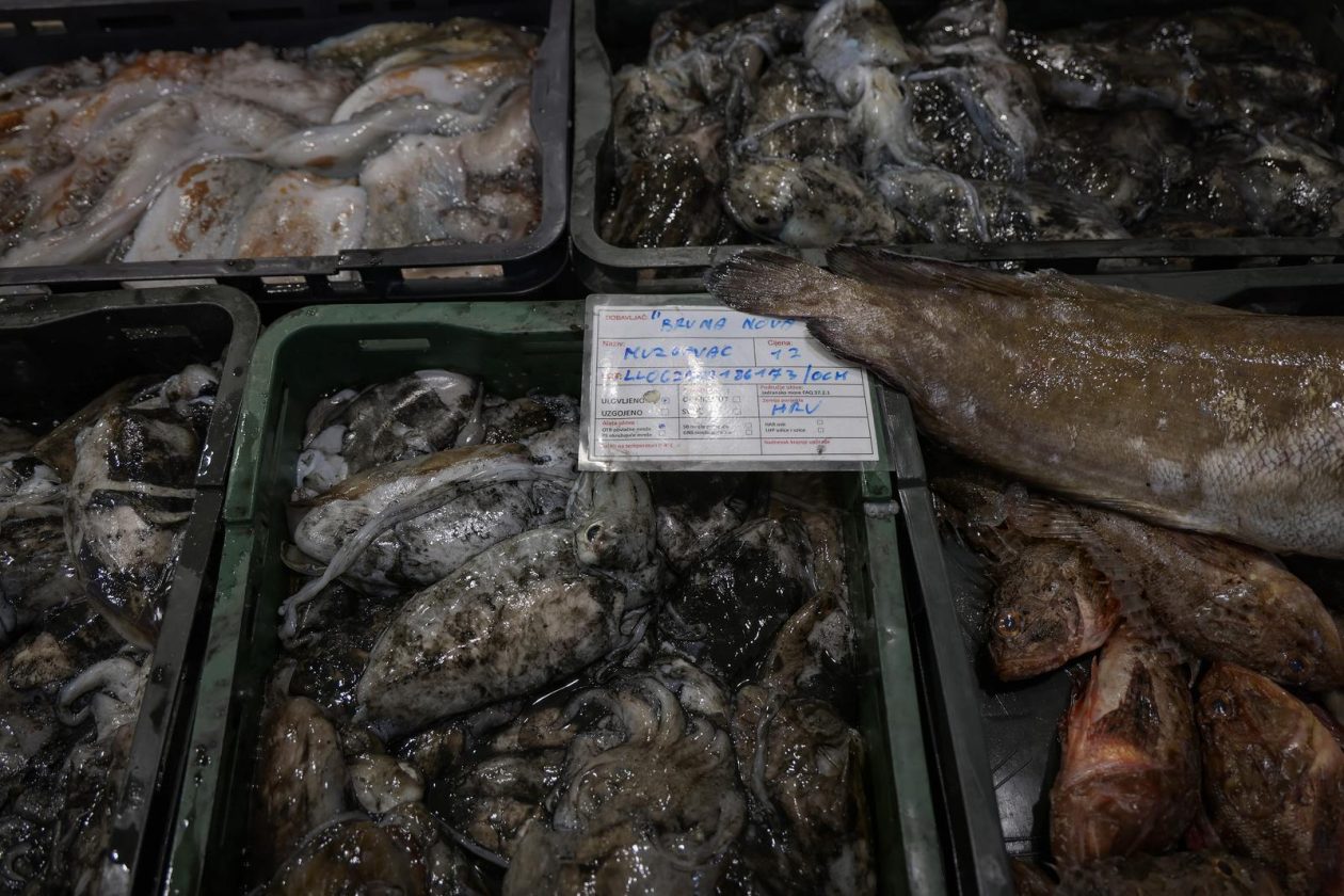 Zadar: Ponuda na zadarskoj ribarnici