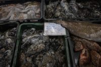 Zadar: Ponuda na zadarskoj ribarnici