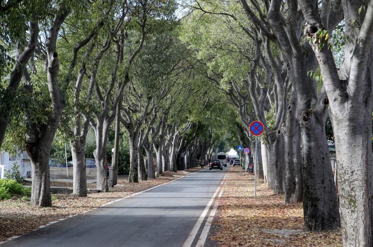 fafarikule Put Dikla