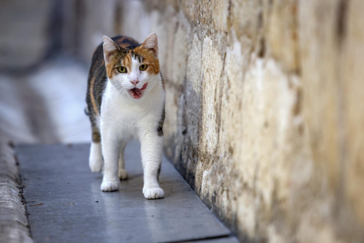 Zadar: Kišna nedjelja u centru grada