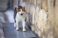 Zadar: Kišna nedjelja u centru grada