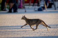 Benkovac: Organizatori benkovačkog festivala “Nosi se” koji je odgođen nakon prosvjeda branitelja održali mirni prosvjed Benkovac: Organizatori benkovačkog festivala “Nosi se” koji je odgođen nakon prosvjeda branitelja održali mirni prosvjed