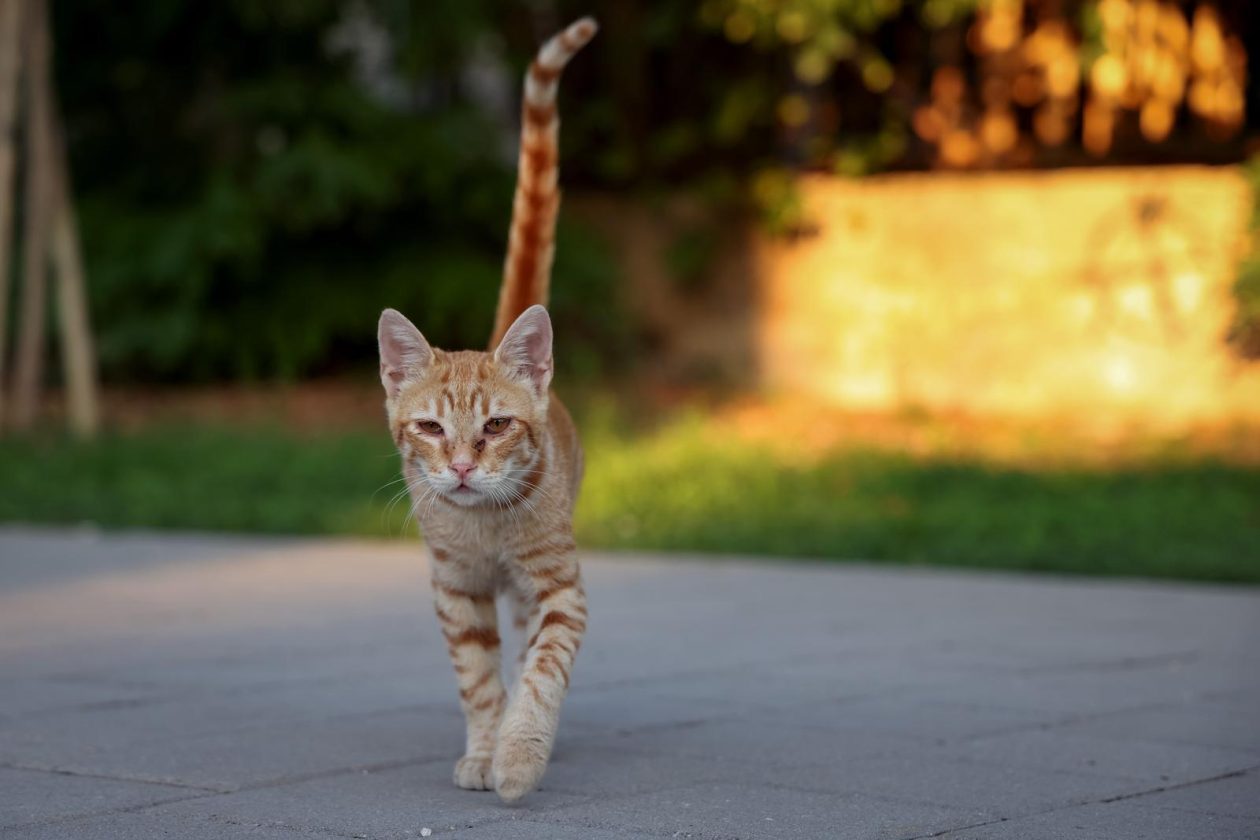 Benkovac: Organizatori benkovačkog festivala “Nosi se” koji je odgođen nakon prosvjeda branitelja održali mirni prosvjed Benkovac: Organizatori benkovačkog festivala “Nosi se” koji je odgođen nakon prosvjeda branitelja održali mirni prosvjed