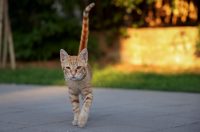 Benkovac: Organizatori benkovačkog festivala “Nosi se” koji je odgođen nakon prosvjeda branitelja održali mirni prosvjed Benkovac: Organizatori benkovačkog festivala “Nosi se” koji je odgođen nakon prosvjeda branitelja održali mirni prosvjed