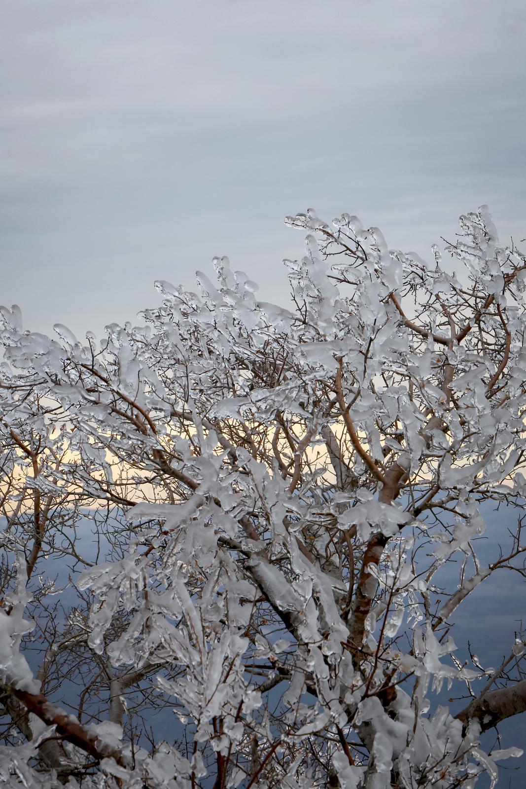 Muškovci: Zaleđena stabla i stolovi