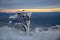 Muškovci: Zaleđena stabla i stolovi