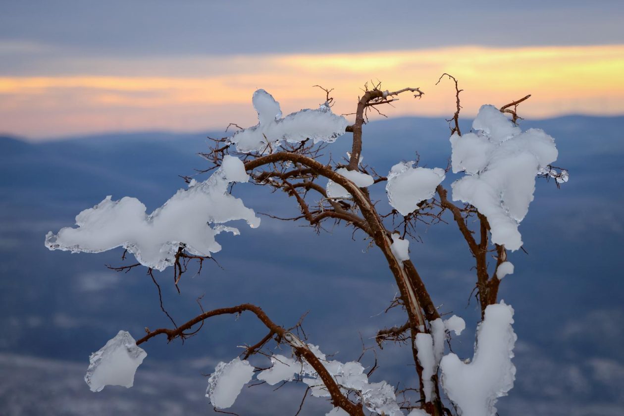 Muškovci: Zaleđena stabla i stolovi