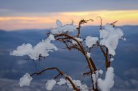 Muškovci: Zaleđena stabla i stolovi