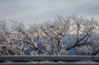 Muškovci: Zaleđena stabla i stolovi