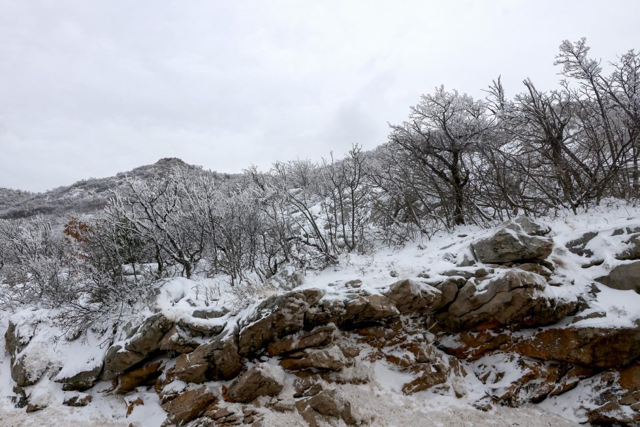 Muškovci: Zaleđena stabla i stolovi