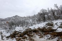 Muškovci: Zaleđena stabla i stolovi