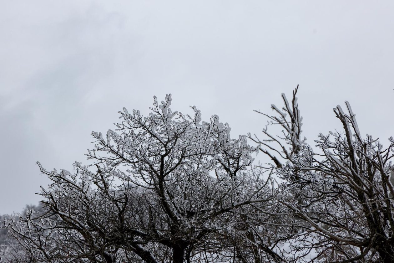 Muškovci: Zaleđena stabla i stolovi
