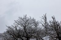 Muškovci: Zaleđena stabla i stolovi