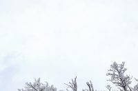 Muškovci: Zaleđena stabla i stolovi