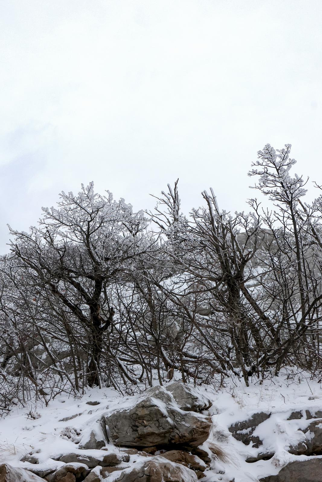 Muškovci: Zaleđena stabla i stolovi