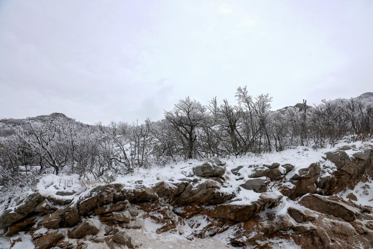 Muškovci: Zaleđena stabla i stolovi