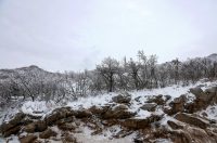 Muškovci: Zaleđena stabla i stolovi